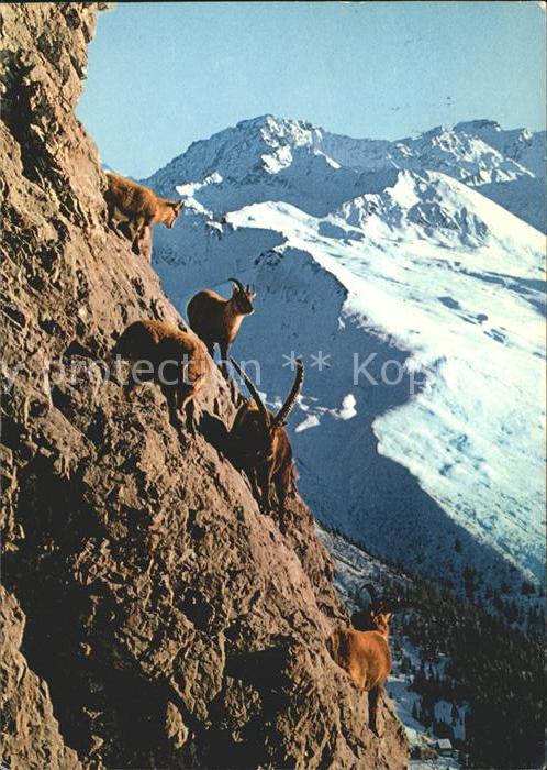 Steinbock Schiahorn Schatzalp Strela Davos Jakobs