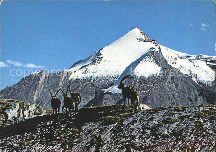 Steinbock Steinwild Bouquetins Ibex Altels