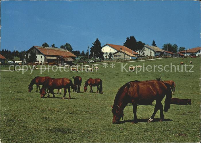 Pferde Paturage du Jura Franches Montagnes