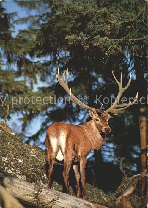 Hirsch Rothirsch Cervus elaphus Cerf Stag Edel