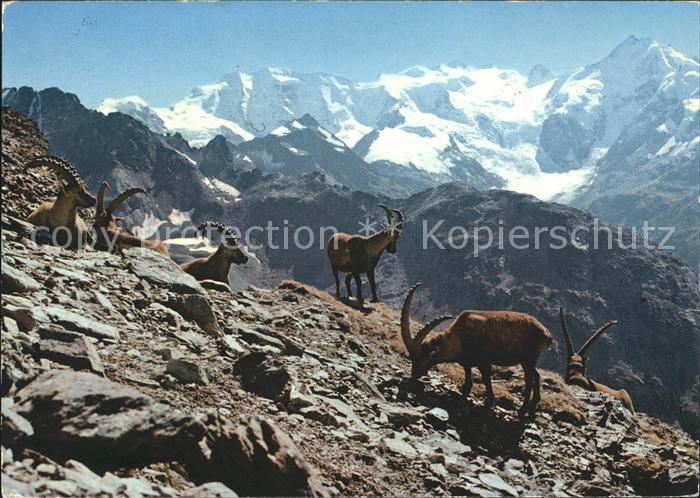 Steinbock Steinboecke Bouquetins Capricorni