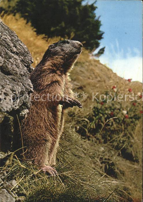 Murmeltier Marmotte Marmot