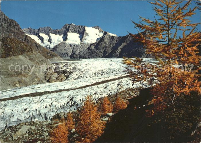 Gletscher Aletsch Aletschwald Wannenhorn