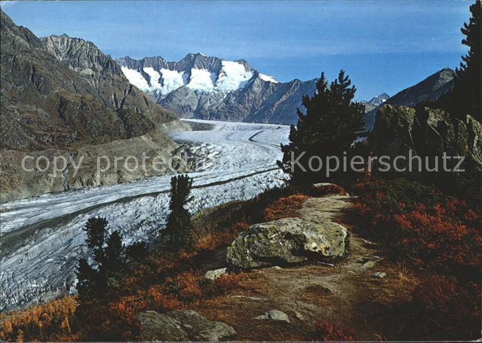 Gletscher Aletsch Aletschwald Wannenhorn Eggishor