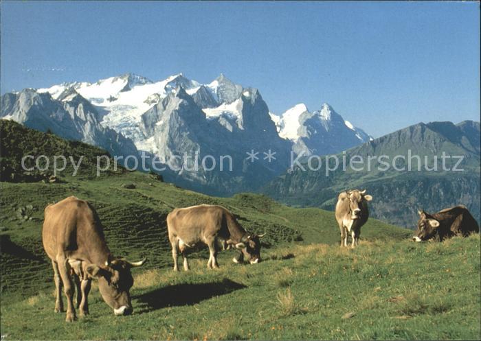 Kuehe Hasliberg Käserstatt Meiringen
