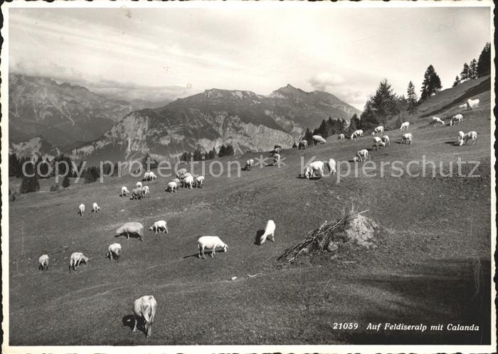 Schafe Feldiseralp Calanda