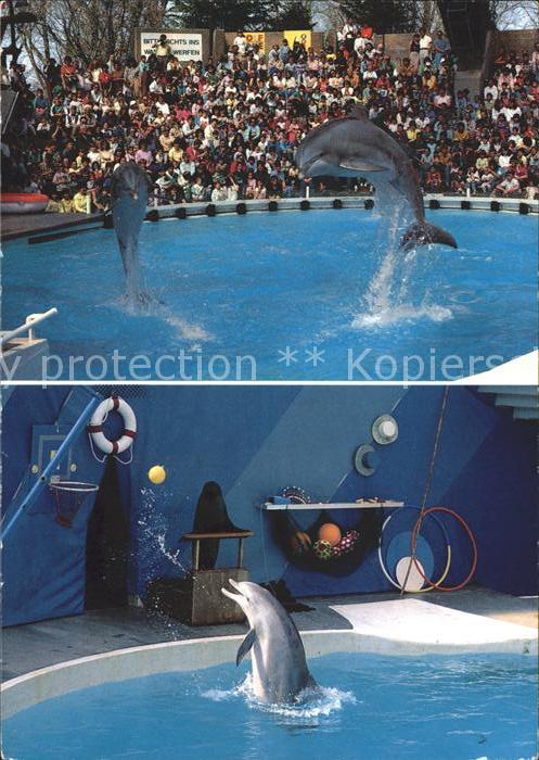Delfine Delphine Dolphins Dauphins Delfines Knie's Kinderzoo Rapperswil