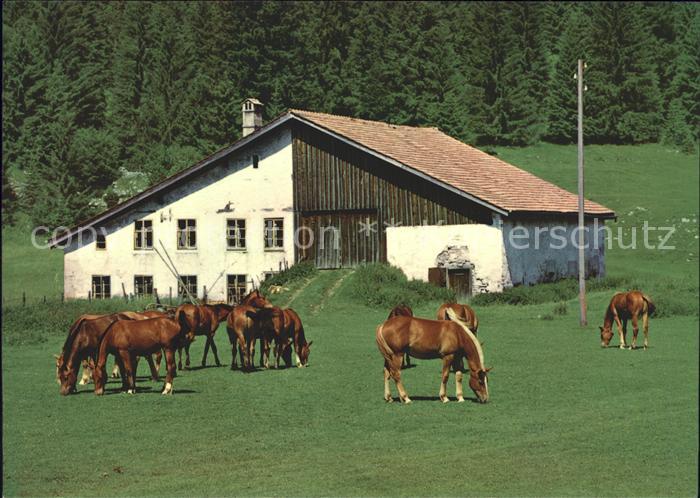 Pferde Paturage des Franches-Montagnes