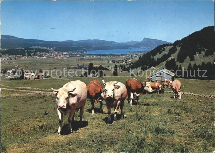 Kuehe Vallee de Joux