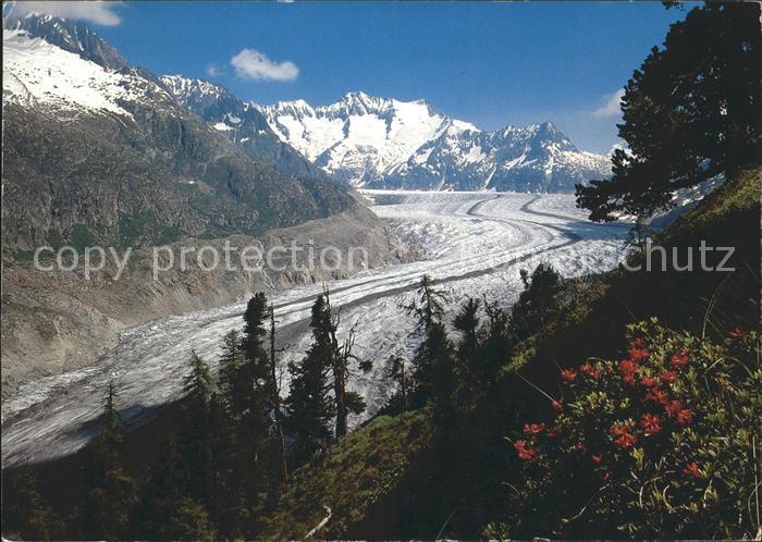 Gletscher Aletschgletscher Wallis Wannenhorn