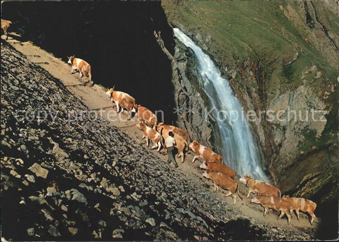 Kuehe Adelboden Engstligen-Wasserfall Alpaufzug