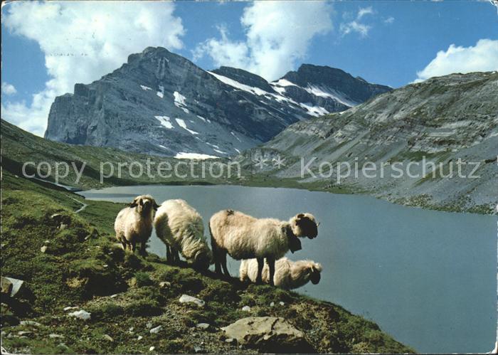 Schafe Daubensee Gemmipass Leukerbad-Kanderste