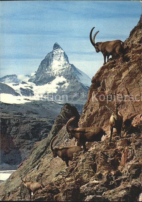 Steinbock Zermatt Matterhorn Mt. Cervin