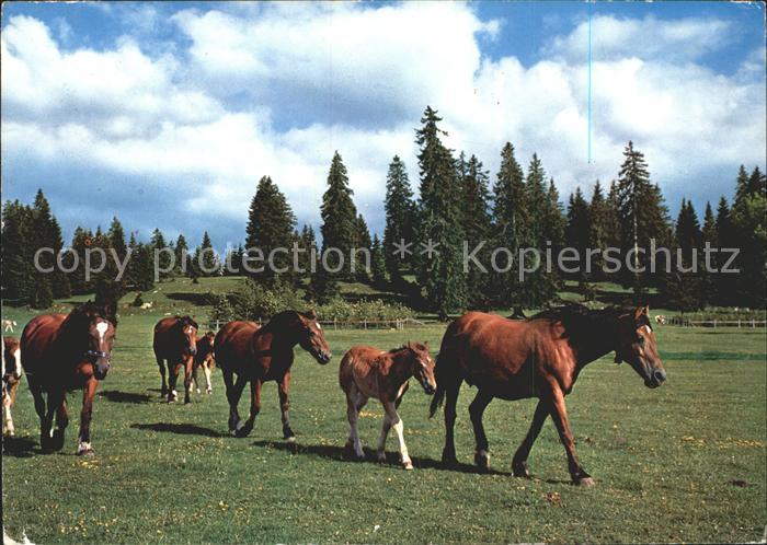 Pferde Paturage du Jura Franches Montagnes