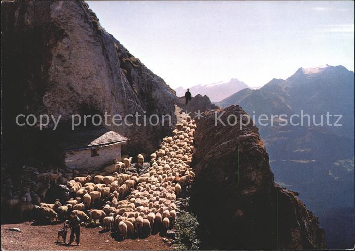 Schafe Herde Hirte Alp