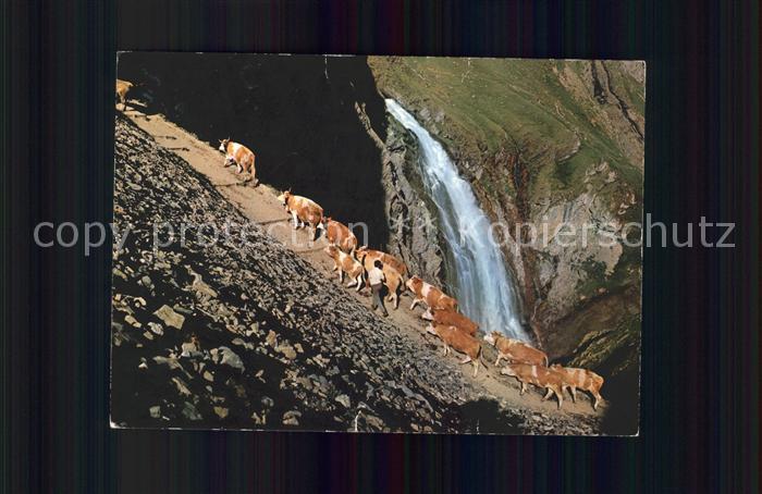 Kuehe Alpaufzug Engstligen-Wasserfall Adelbod