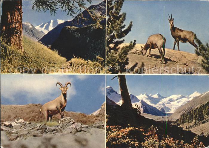 Gemse Steinbock Piz Palue Roseg-Gruppe