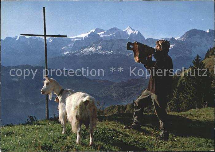 Ziege Betruf Wetterhorngruppe
