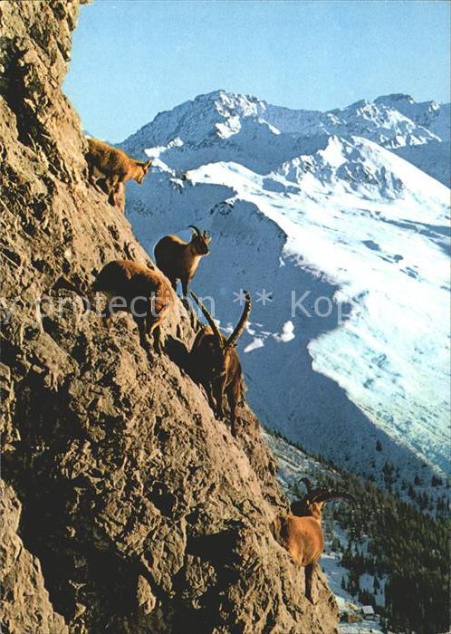 Steinbock Schiahorn Schatzalp Strela Davos Jakonshorn