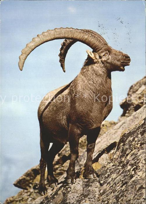 Steinbock Alpensteinbock Capra ibex Bouquetin Steenbock