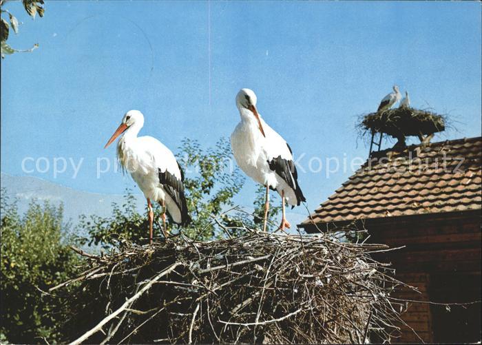 Storch Vogelwarte Sempach Altreu