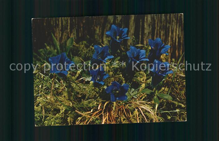 Blumen Stengelloser Enzian Gentiana acaulis