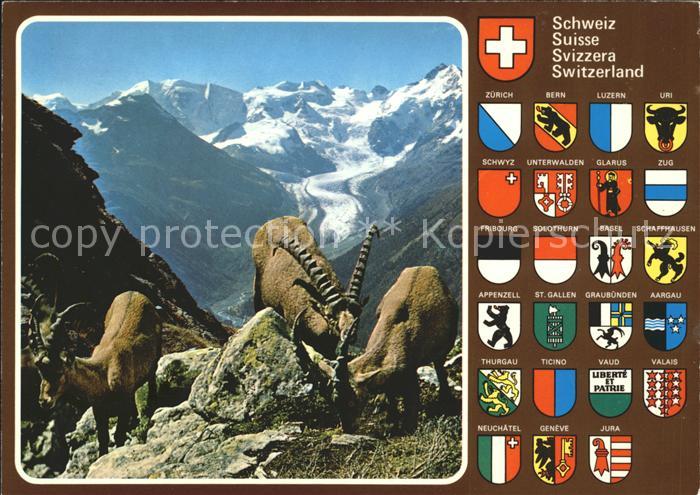 Steinbock Piz Albris Berninagruppe Morteratschgle