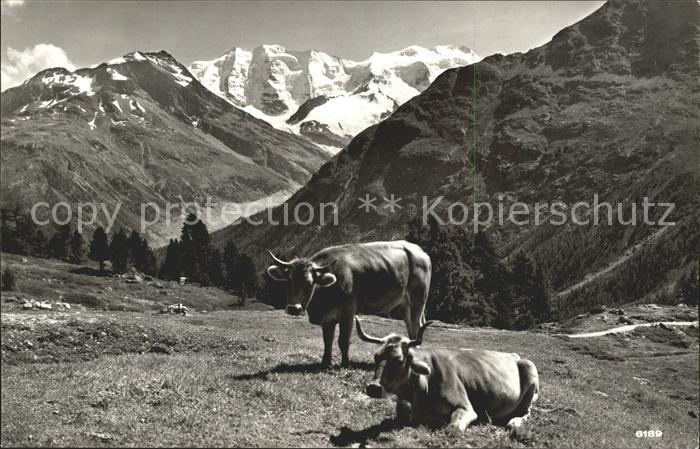 Kuehe Höhenweg Piz Palü