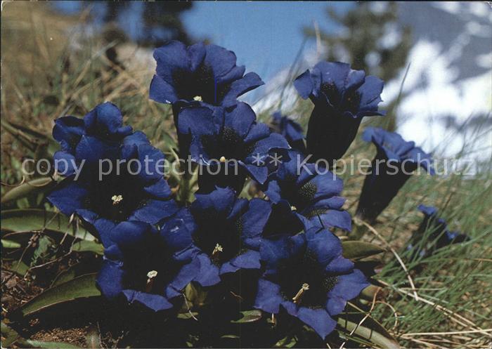 Blumen Enzian Gentiana clusii