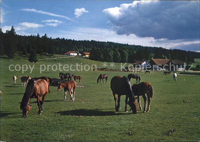 Pferde Au Paturage du Jura Franches Montagnes
