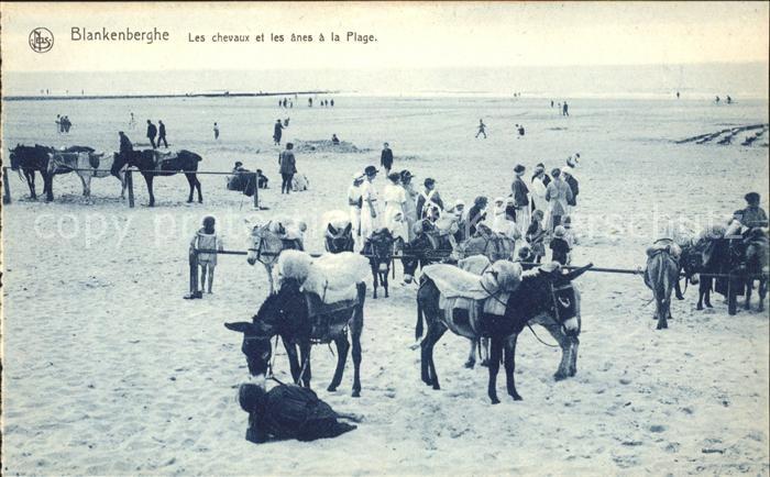 Blankenberghe Cheaux et les anes a la Plage