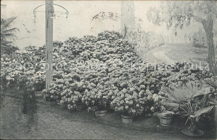 Gand Belgien Exposition de 1913 Floralies Gantoises