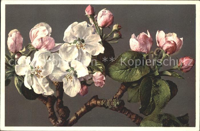 Baeume Trees Apfelblüten