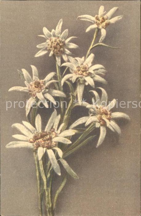 Edelweiss