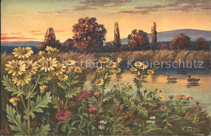 Frueh W. Senecio aquaticus Hudson Wassergreiskra
