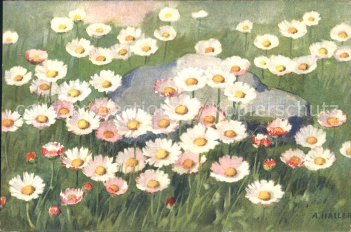 Haller Anna 312 Gänseblümchen