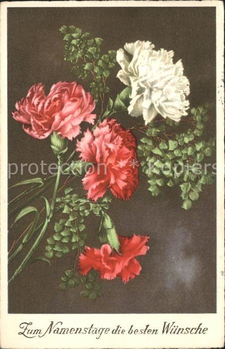 Blumen Nelken