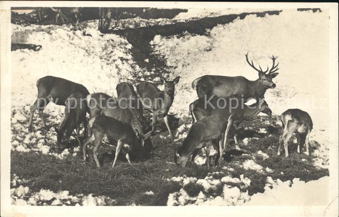 Hirsch Rehe Wild-Fütterung