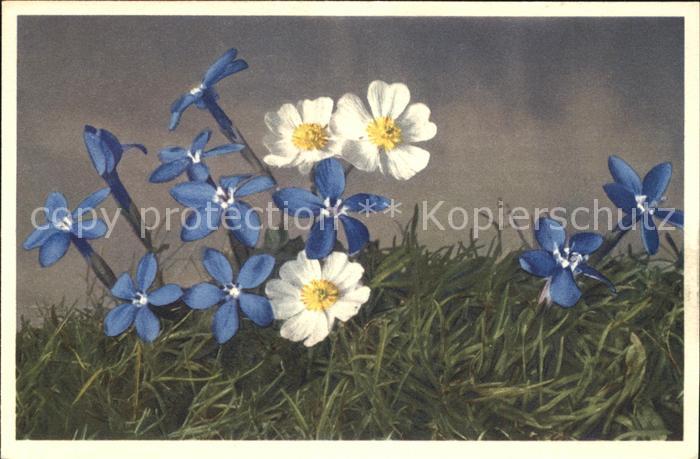 Blumen Bayrischer Enzian Gentiana bavarica