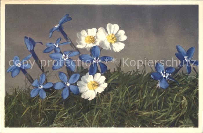Blumen Bayrischer Enzian Gentiana bavarica