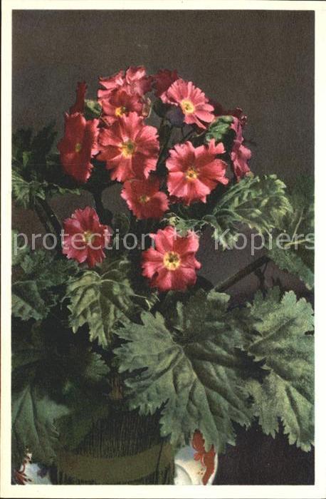 Blumen Chinesische Schlüsselblume Primula Sine