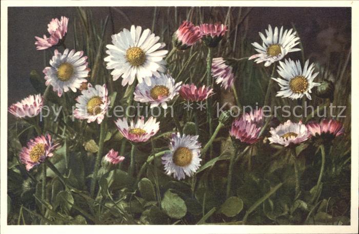 Blumen Gänseblümchen Massliebchen Bellis peren