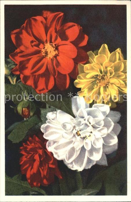 Blumen Dahlie Dahlia variabilis
