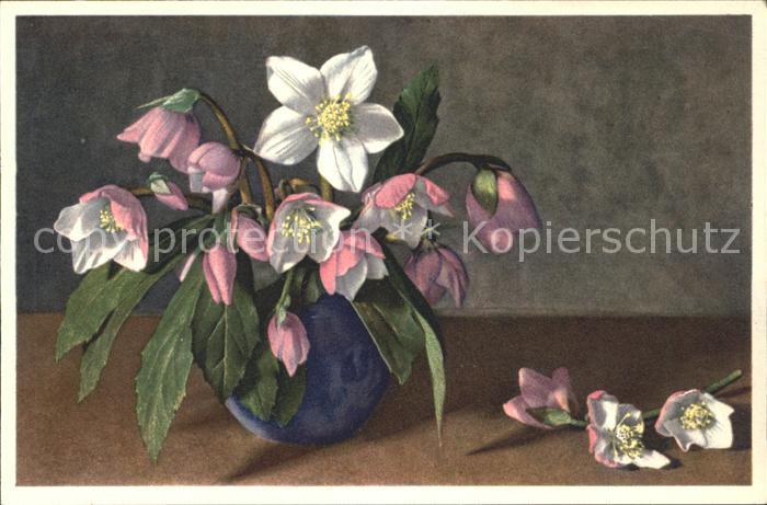 Blumen Christrose Schneerose