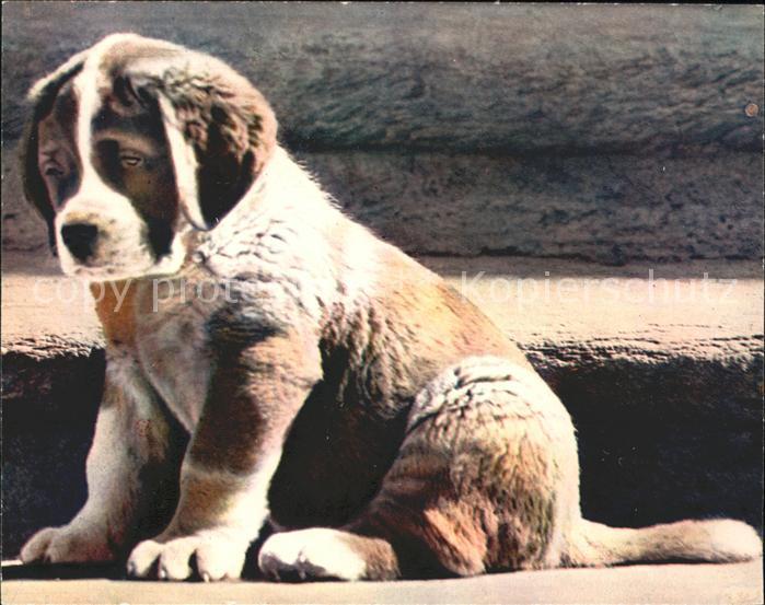 Bernhardiner Welpe Chien Grand Saint-Bernard