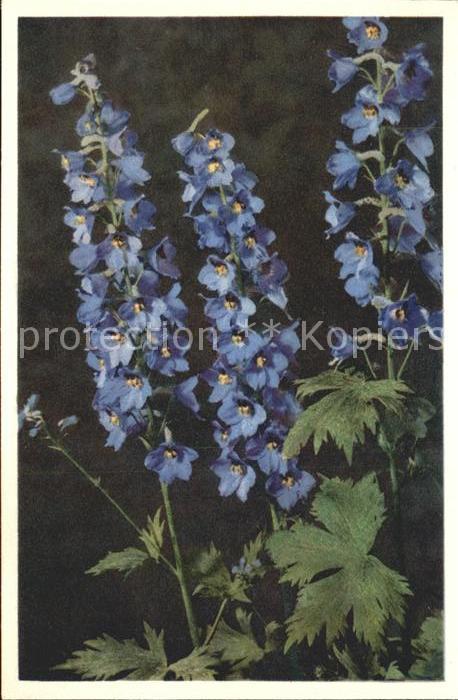 Blumen Rittersporn Delpinium cuttorum Voss