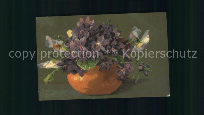 Blumen Veilchen