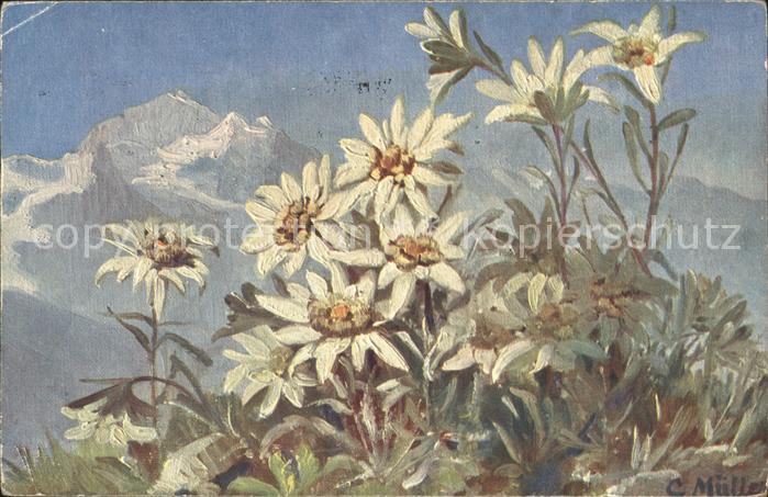 Edelweiss Künstlerkarte C. Müller