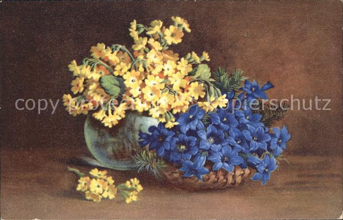 Blumen Enzian