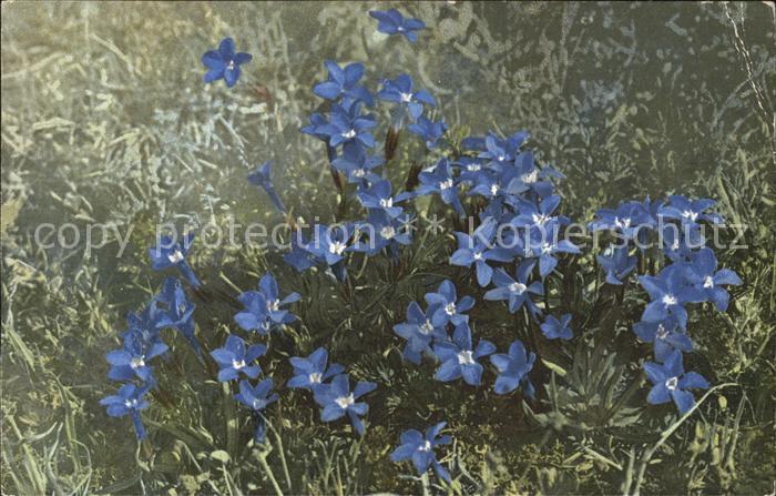 Blumen Gentiana brachyphylla
